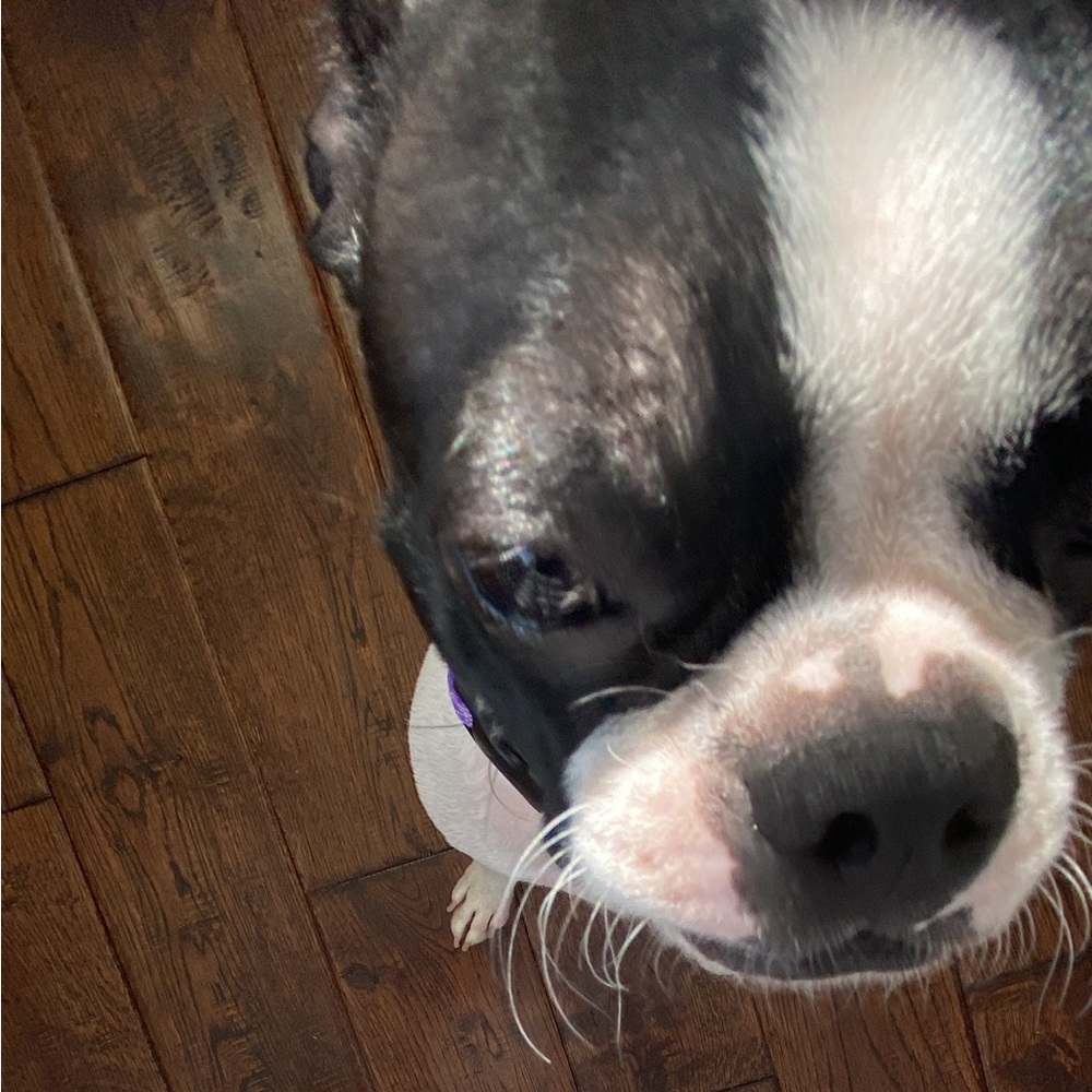 Meet your Posher, Suzie